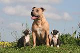 AMSTAFF  ADULT & PUPPIES 083